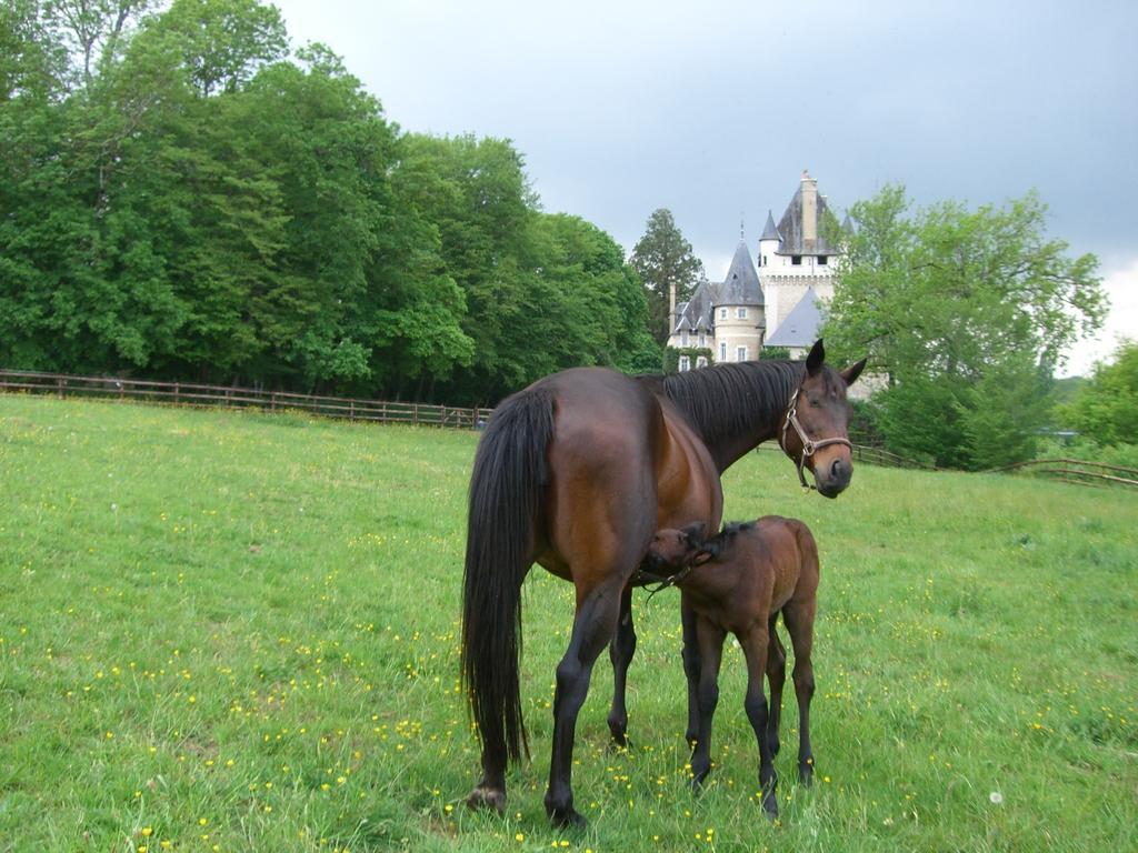 Chateau De La Tour Bed and Breakfast Rivarennes  Buitenkant foto